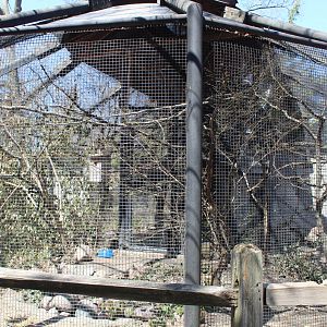 American Kestral Aviary - Birds of Prey