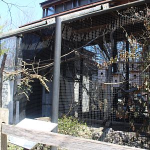 Eastern Screech Owl Aviary - Birds of Prey