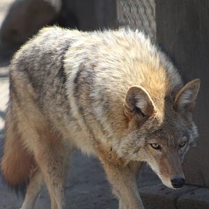 Coyote on the Prowl - Wilds of Illinois