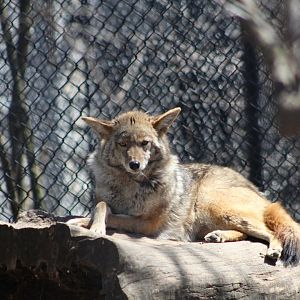 Coyote at Rest - Wilds of Illinois