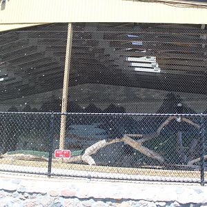 Bald Eagle + Turkey Vulture Avairy