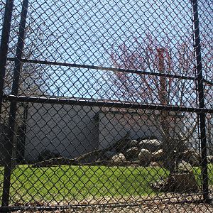 Mountain Lion Exhibit