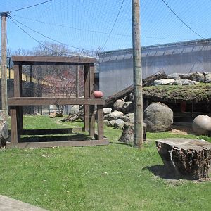 Mountain Lion Exhibit