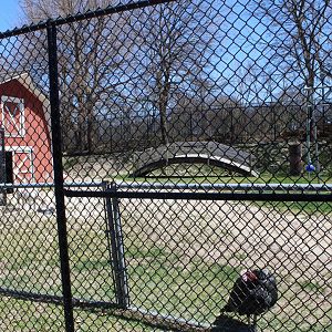 Goat and Wild Turkey Exhibit