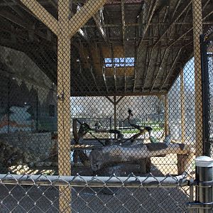 Bald Eagle + Turkey Vulture Avairy