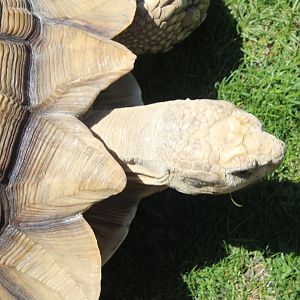 African Spurred Tortoise