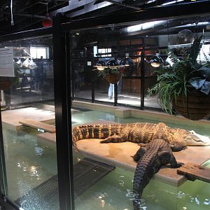 American Alligator Pool - Reptile House