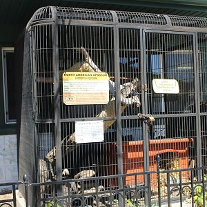 Opposum Cage (Thankfully Empty!)