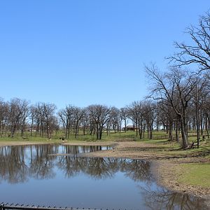 American Elk Exhibit