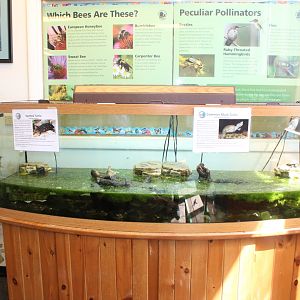 Spotted Turtle + Musk Turtle Tank