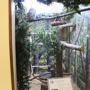 Eastern Screech Owl Exhibit