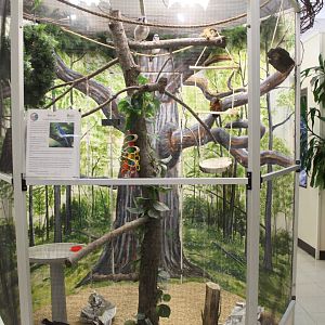 Blue Jay + American Robin Exhibit