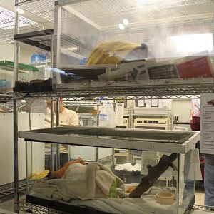 Animal Rehibilitation Center (Gray Squirrels Here Now)