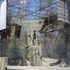 Red-Tailed Hawk Avairy