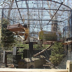 Woodchuck Cage