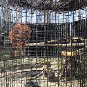 Red-Shouldered Hawk Avairy