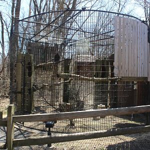 Turkey Vulture Avairy