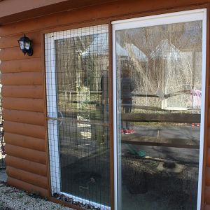 Turkey Vulture Indoors