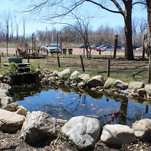 Koi Pond