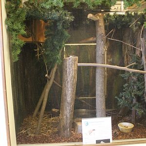 Flying Squirrel Exhibit