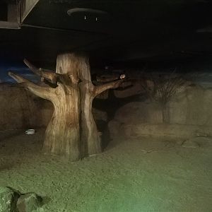 Senegal Galago Exhibit