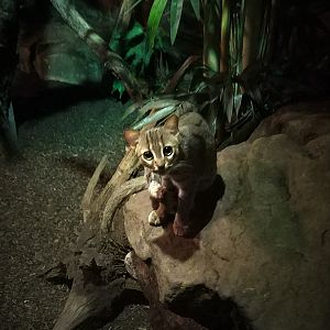 Rusty-spotted cat