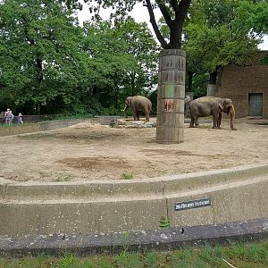 Asian Elephant Bull Pen