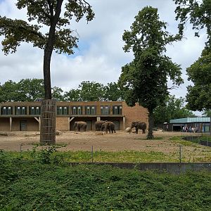 Asian Elephant Main Paddock