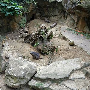 Alpine Marmot Exhibit