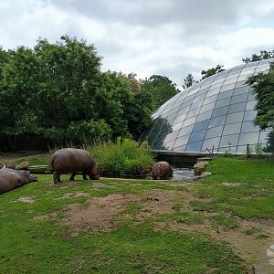 Common Hippo Outdoors