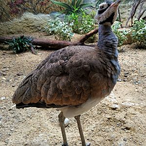 White-bellied Bustard
