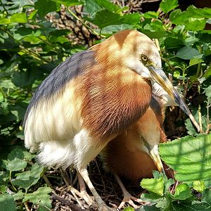 Javan Pond Herons Nesting
