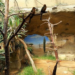 White-fronted Bee-eaters