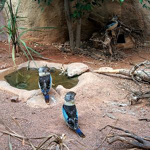 Blue-winged Kookaburras