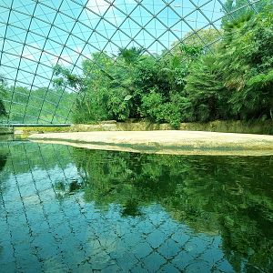 Common Hippo Indoors