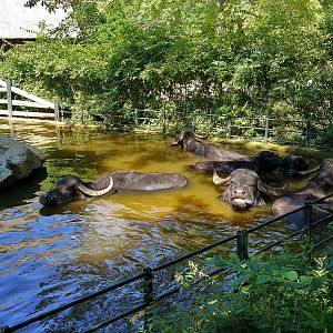 Domestic Water Buffalo