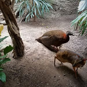 Great Argus & Javan Mouse Deer