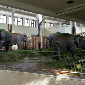 Asian Elephant Indoors