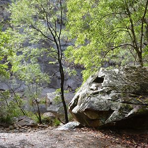 On bank of Wilson river.  NSW