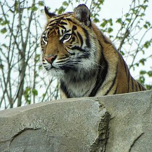Sumatran Tiger - Chester