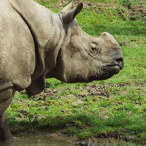 Greater One-Horned Rhino - Chester