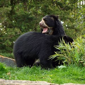 Andean Bears - Chester