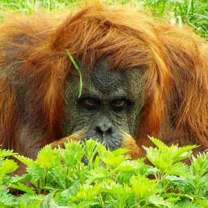Sumatran Orangutan - Chester