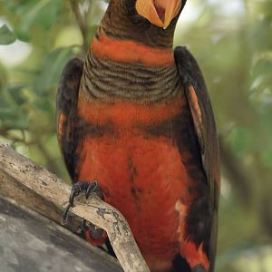 Dusky lory