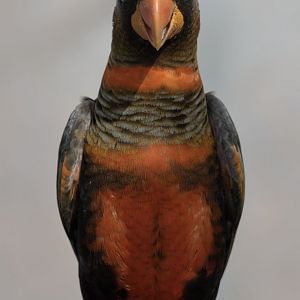 Dusky lory