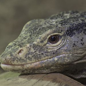 Gray's monitor