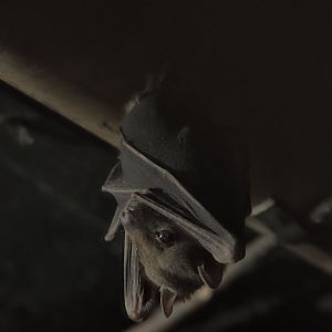 Little red flying fox?