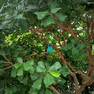 Spangled Cotinga