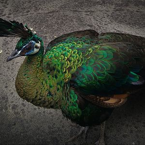 Green Peafowl