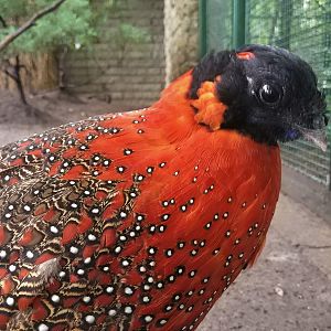 Satyr Tragopan